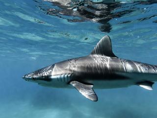 A shark cruising through open blue water seen from the side, with light rippling across its back