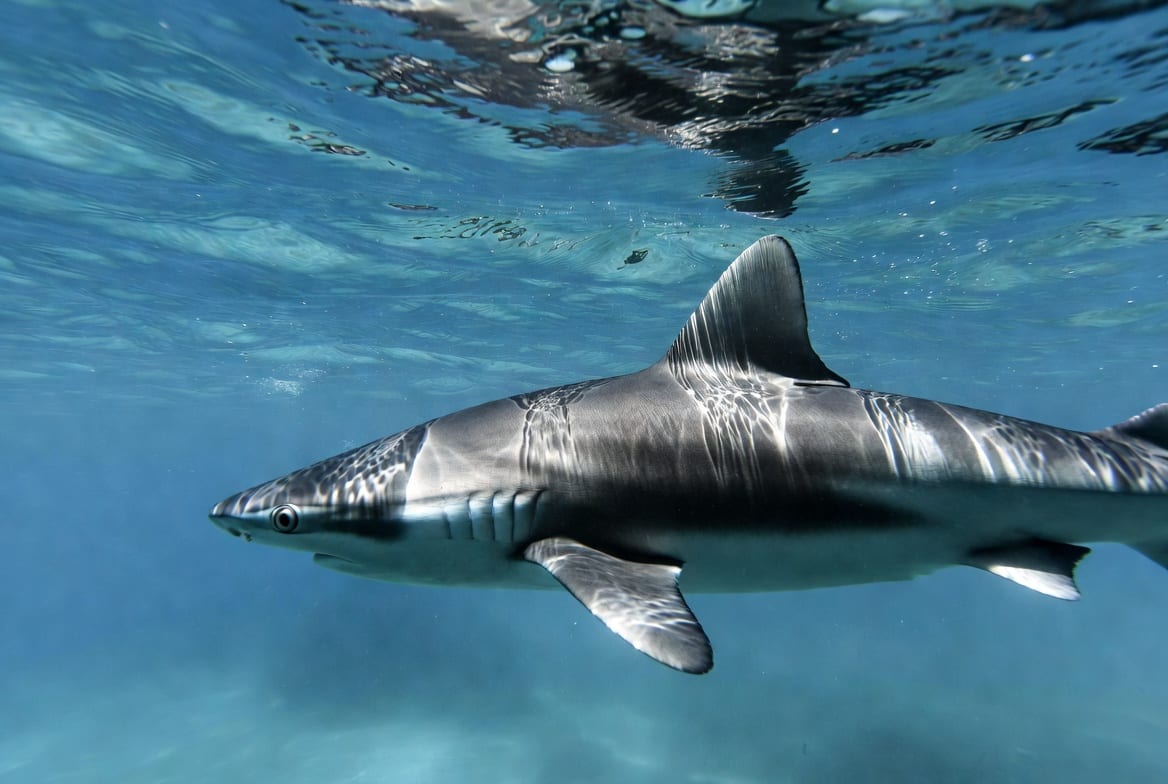 A shark cruising through open blue water seen from the side, with light rippling across its back