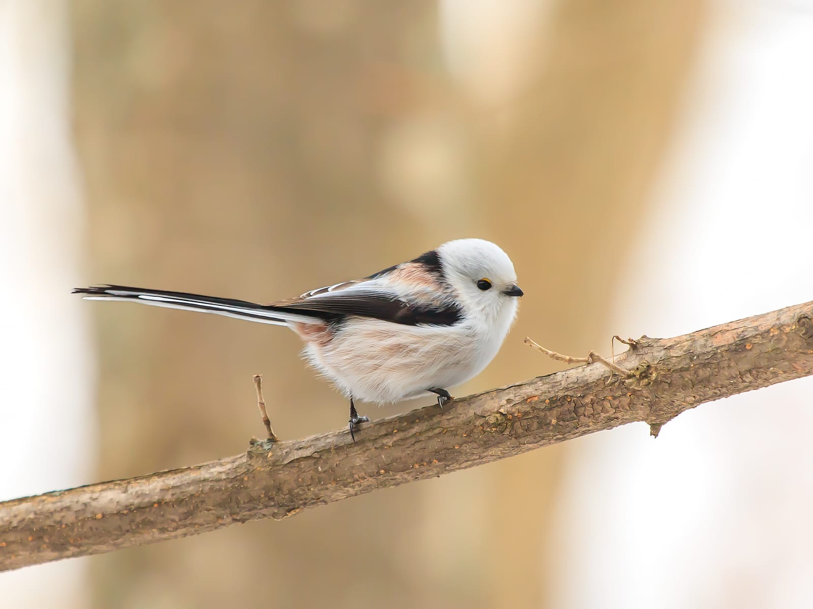 A shima enaga with a completely white face perched on a bare branch, its round fluffed body and long black-and-white tail visible