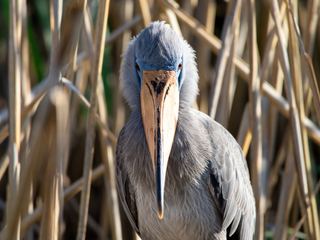 A shoebill standing among African wetland reeds with its enormous shoe-shaped bill in profile