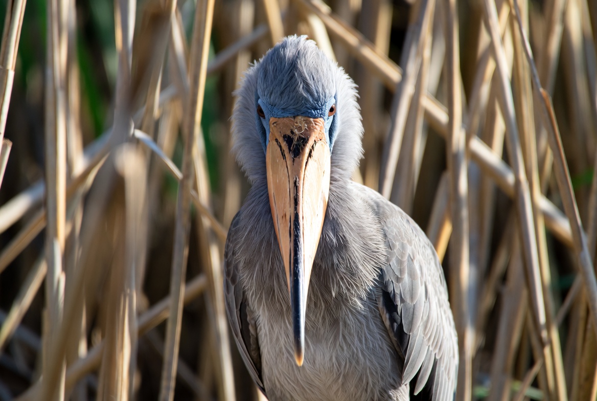 A shoebill standing among African wetland reeds with its enormous shoe-shaped bill in profile