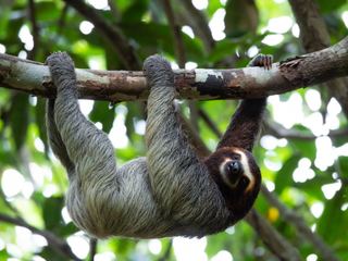 A three-toed sloth hanging beneath a branch in rainforest canopy with its long curved claws hooked over the wood