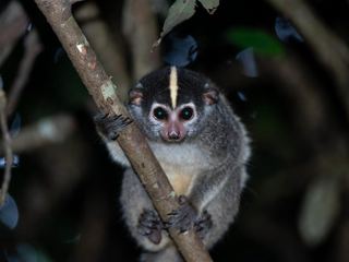 A slow loris gripping a branch at night in rainforest, its large round eyes reflecting the light