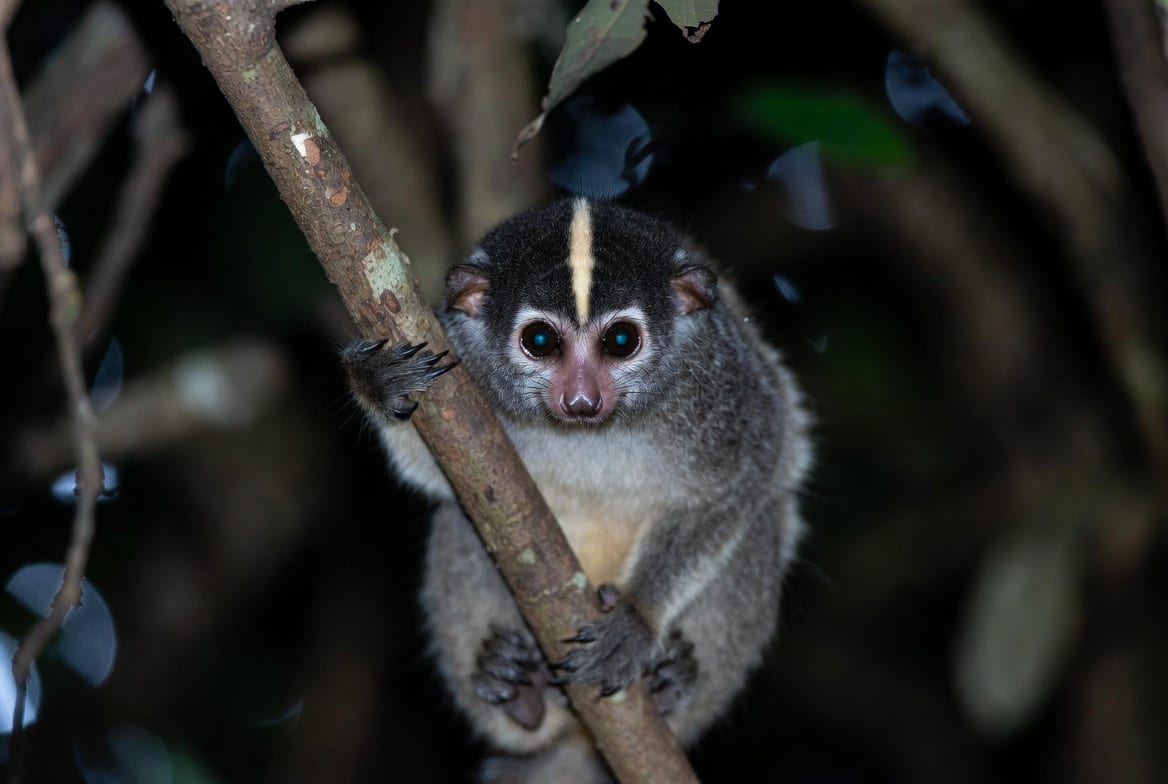 A slow loris gripping a branch at night in rainforest, its large round eyes reflecting the light