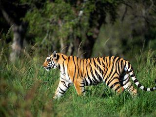 A wild tiger walking through tall grass at the edge of forest, striped flank catching the light