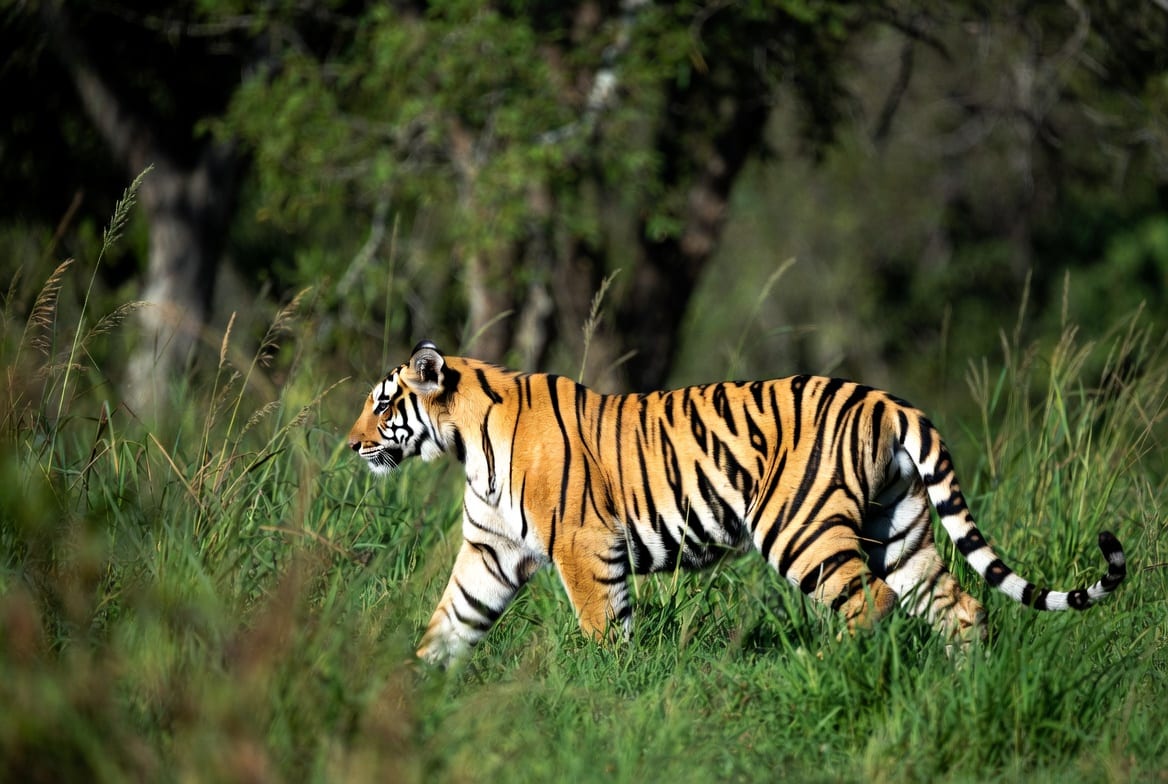 A wild tiger walking through tall grass at the edge of forest, striped flank catching the light