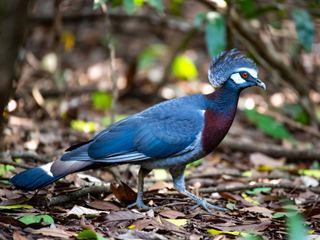 A Victoria crowned pigeon walking on a rainforest floor showing its blue-grey plumage and lacy crest