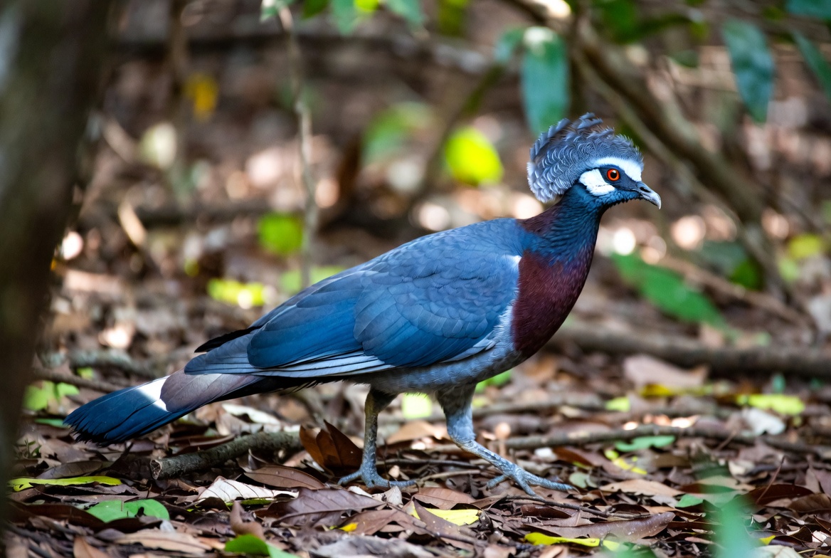 A Victoria crowned pigeon walking on a rainforest floor showing its blue-grey plumage and lacy crest