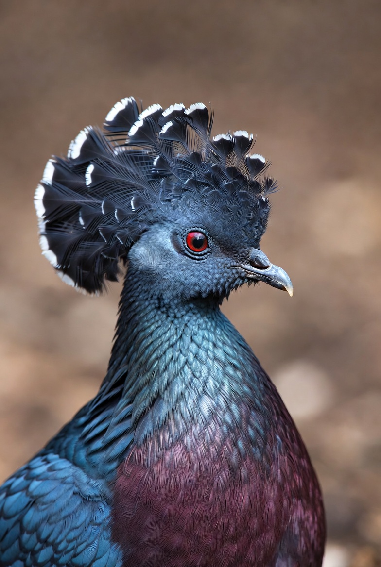 Close portrait of a Victoria crowned pigeon showing its lace-tipped crest and red eye