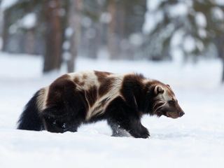 A wolverine moving across deep snow in boreal forest, its dark coat and pale flank stripe visible