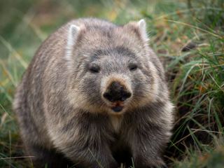 A wombat standing at the entrance to its burrow on grassy ground, stocky body and broad nose visible