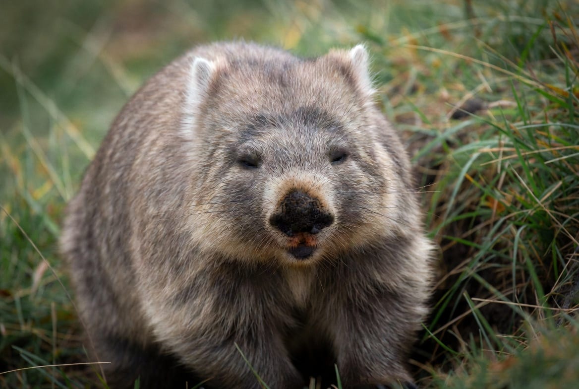 A wombat standing at the entrance to its burrow on grassy ground, stocky body and broad nose visible
