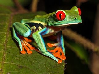 Amphibians