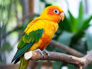 Birds