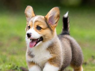 Dogs