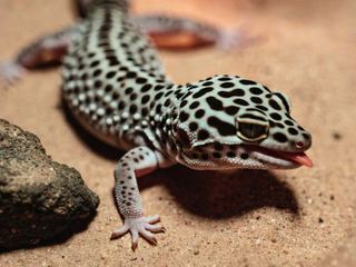 Geckos