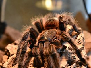 Invertebrates