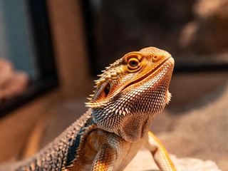 Lizards