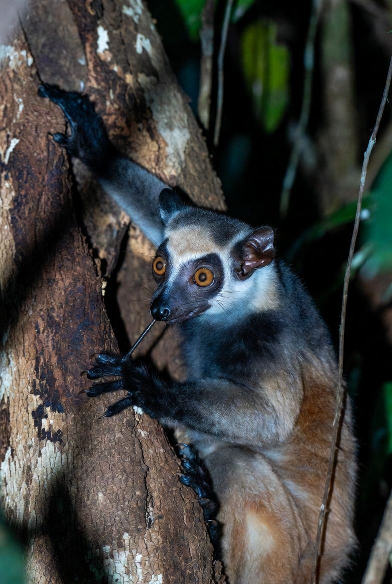 An aye-aye in darkness showing its large bare ears and coarse black fur