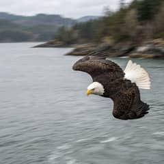 Bald Eagle - It Dives in a Curve on Purpose