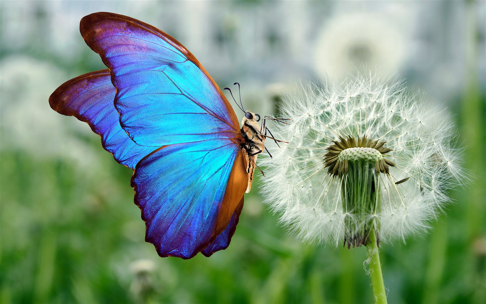 Butterfly - Taste With Their Feet
