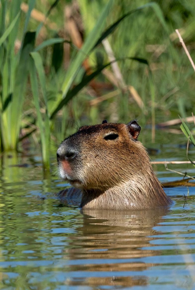 A capybara at the water margin, its blunt muzzle and small ears clearly visible