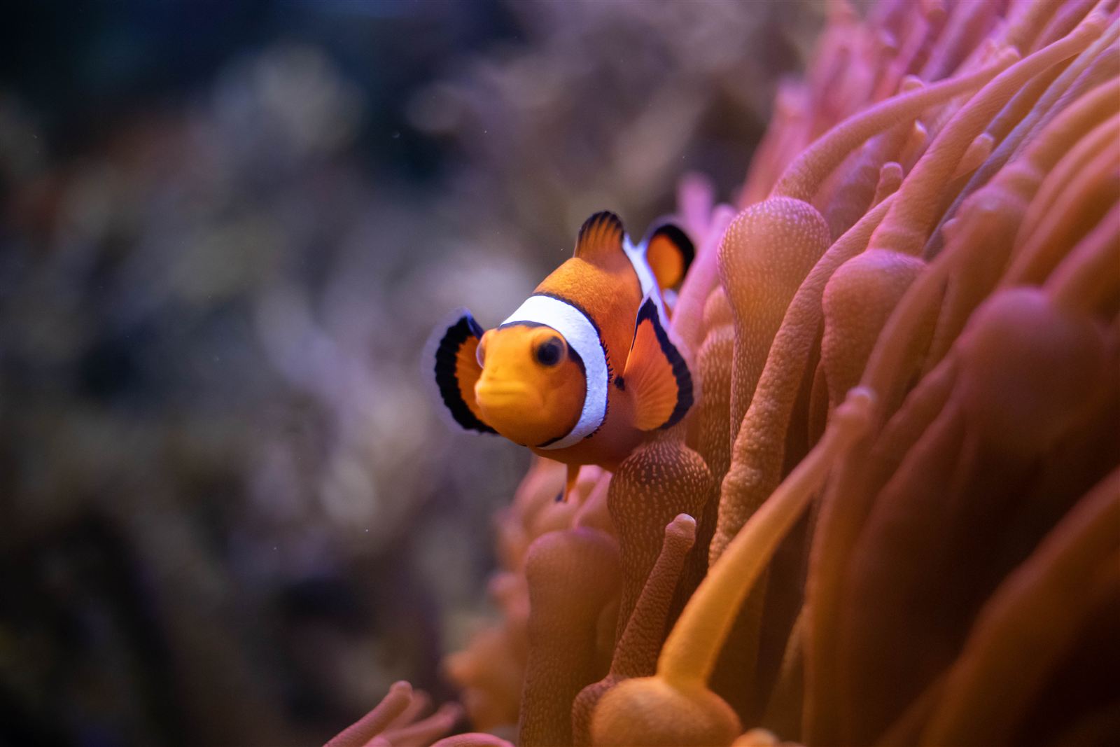 A clownfish showing its orange body and white bands edged in black