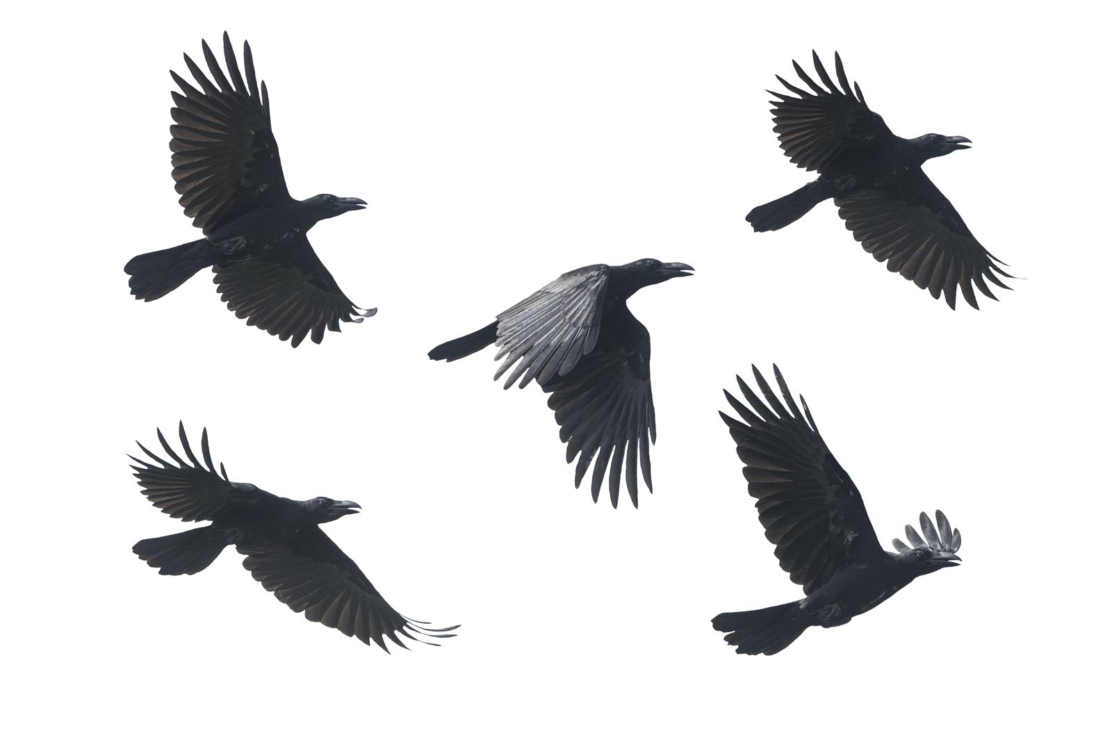 Crow - Crow Detectives