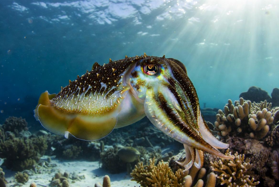 Close view of a cuttlefish showing its W-shaped pupil and fin skirt