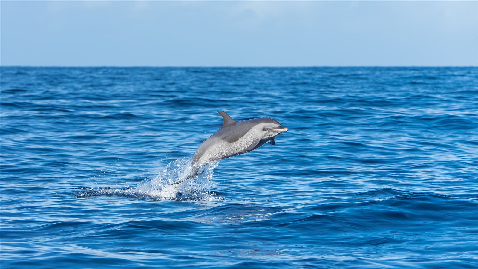 Dolphin - Dolphin Name Tags