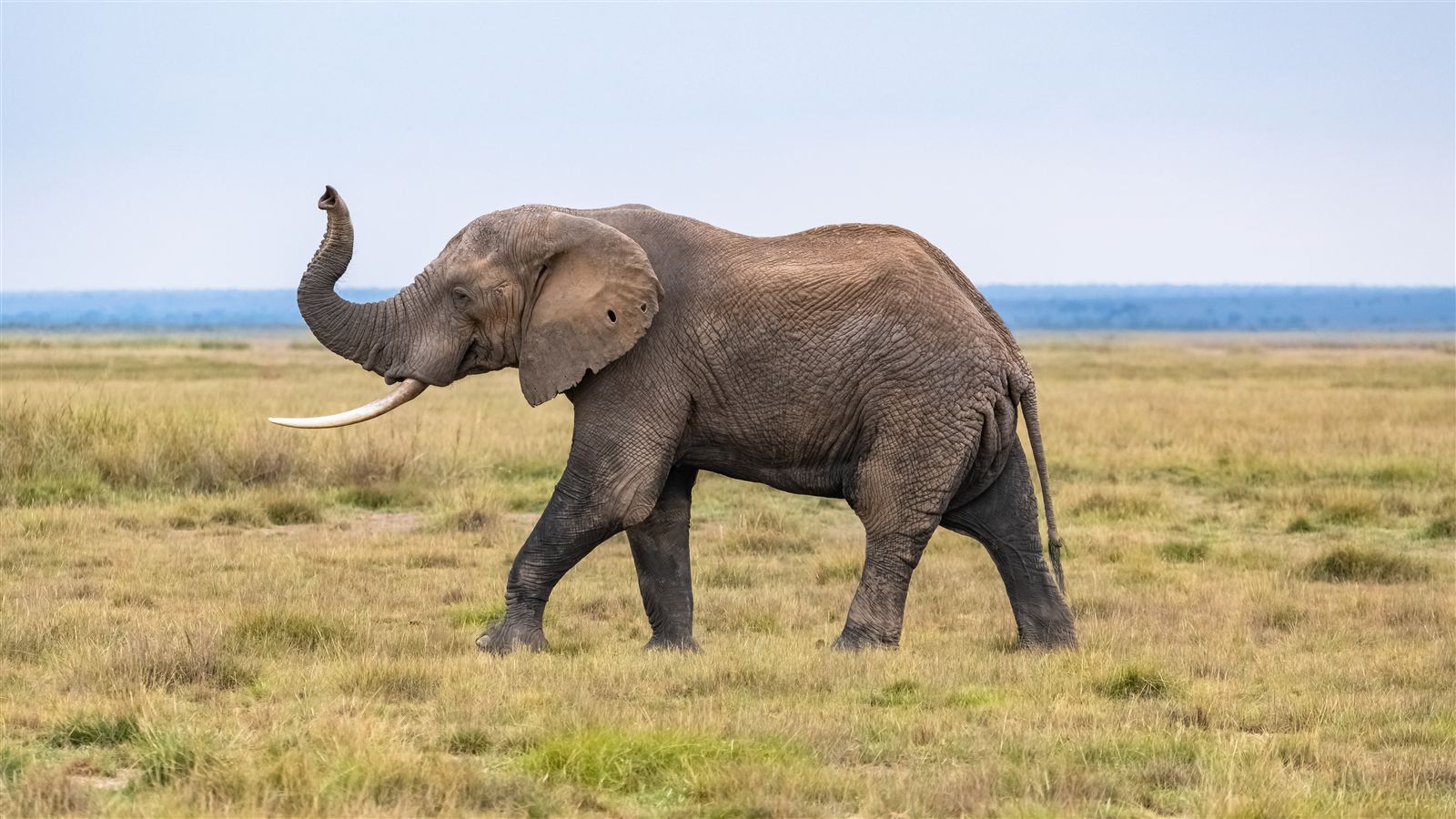 Elephant - Elephants Mourn