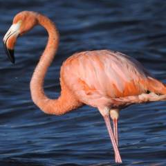 Flamingo, Pink From Shrimp