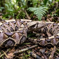 Gaboon Viper - It Bites and Holds On