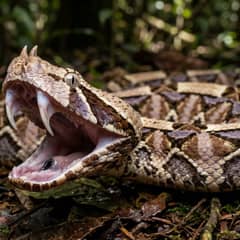Gaboon Viper - The Longest Fangs of Any Snake