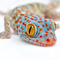 Gecko, Gecko Toe Magic