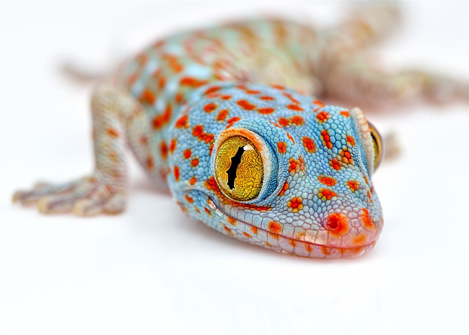 Gecko - Gecko Toe Magic
