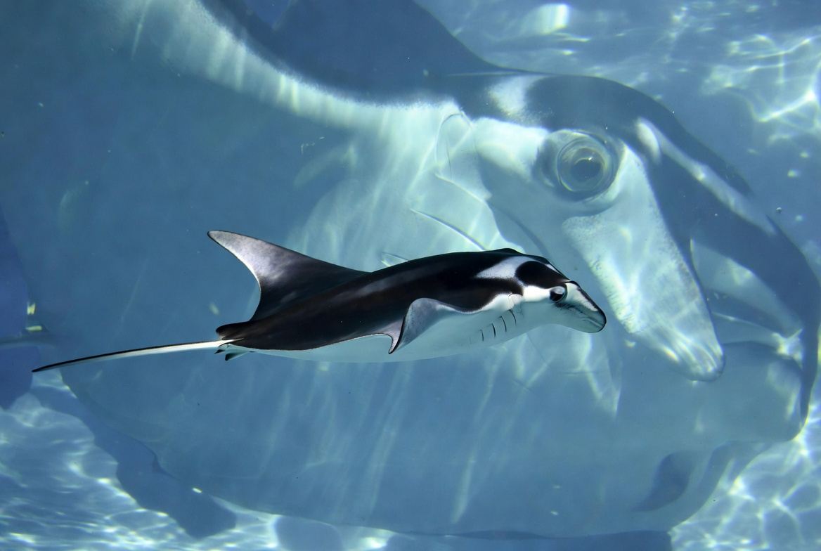 A giant manta ray swimming with its cephalic fins rolled and mouth closed
