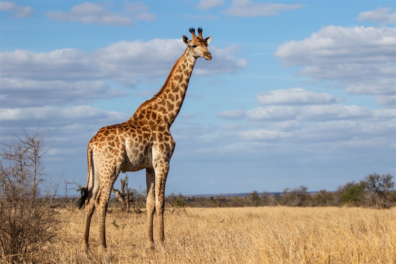 A giraffe head and neck in profile against a pale sky