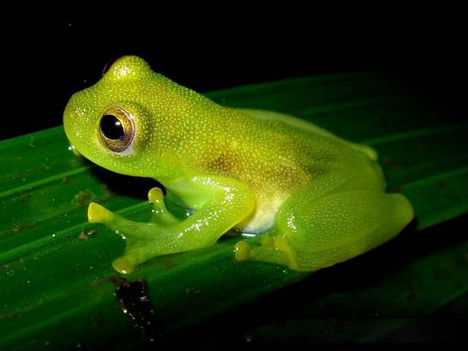 A glass frog resting on a wet leaf, its translucent skin catching the light