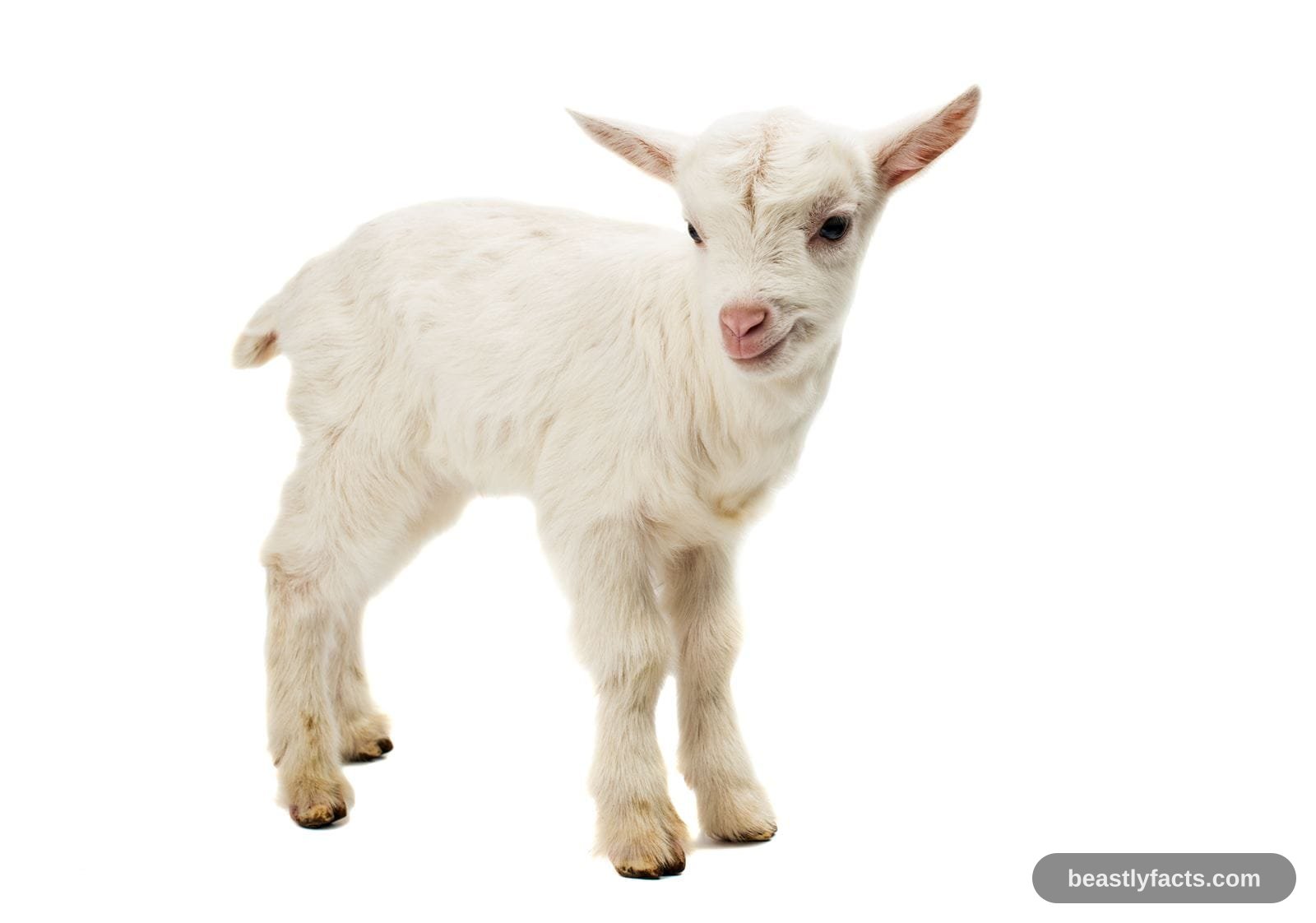 Goat - Regional Accents