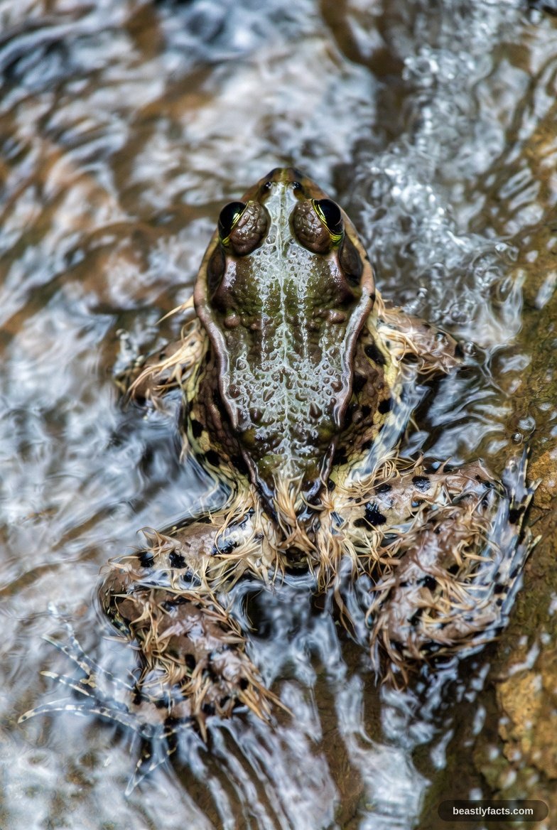 Hairy Frog - Hairy Oxygen-Boosting Dads