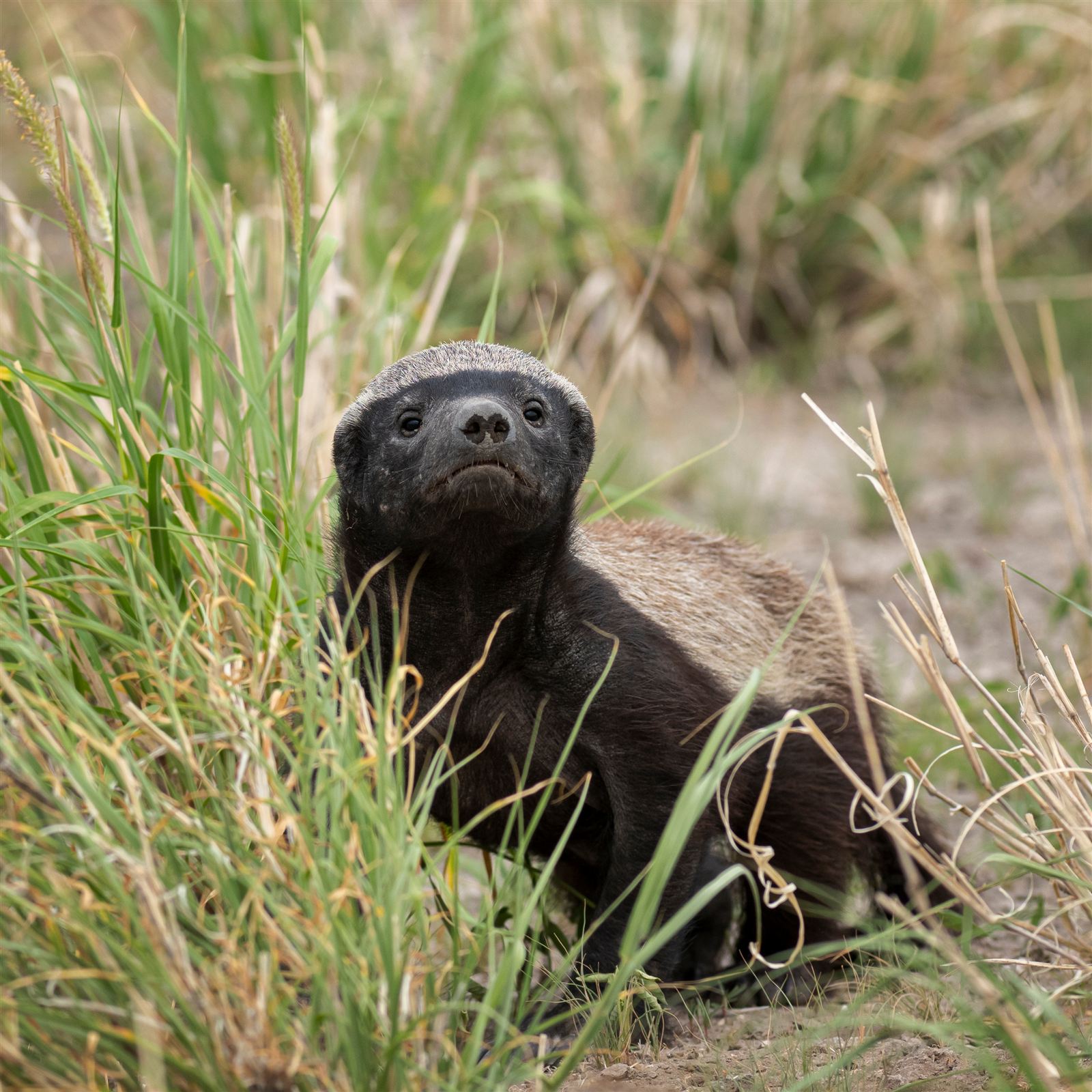 A honey badger in profile showing its pale back stripe and heavy claws