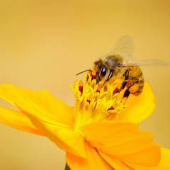 Honeybee, Honeybee Democracy