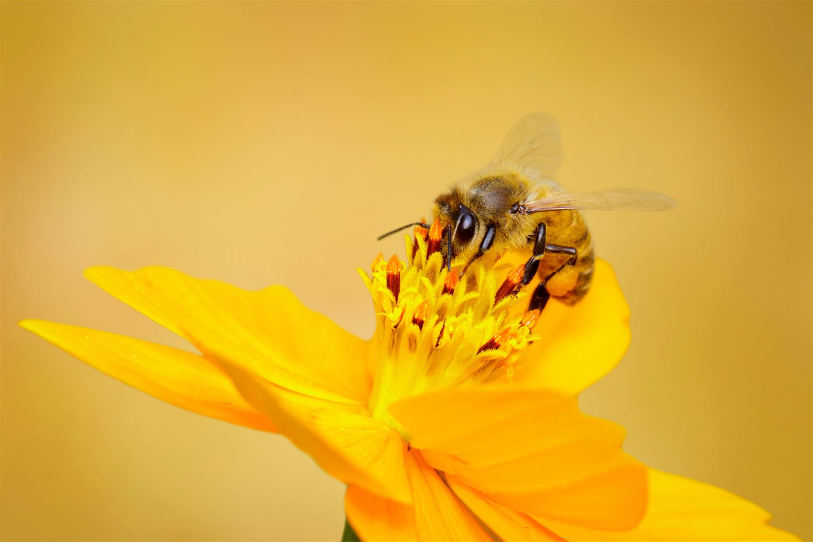 Honeybee - Honeybee Democracy