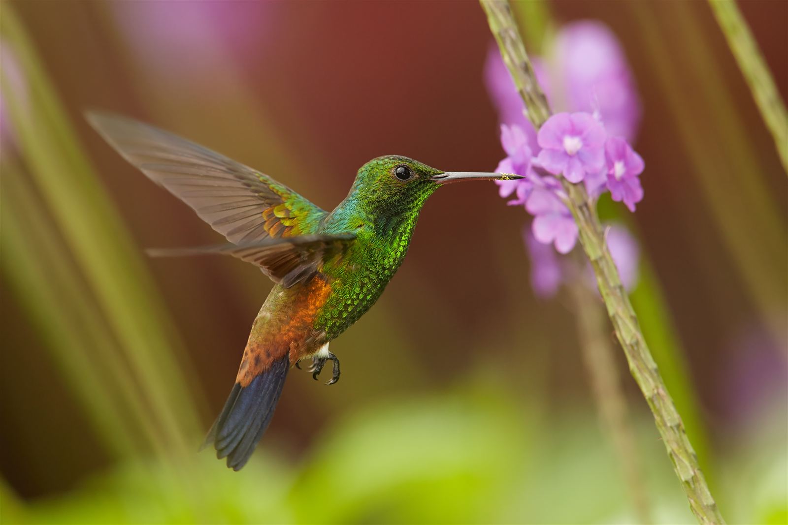 Hummingbird - Super-Fast Hearts
