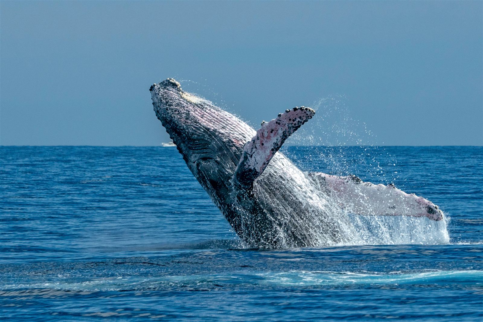 A humpback whale tail fluke raised above the water before a dive