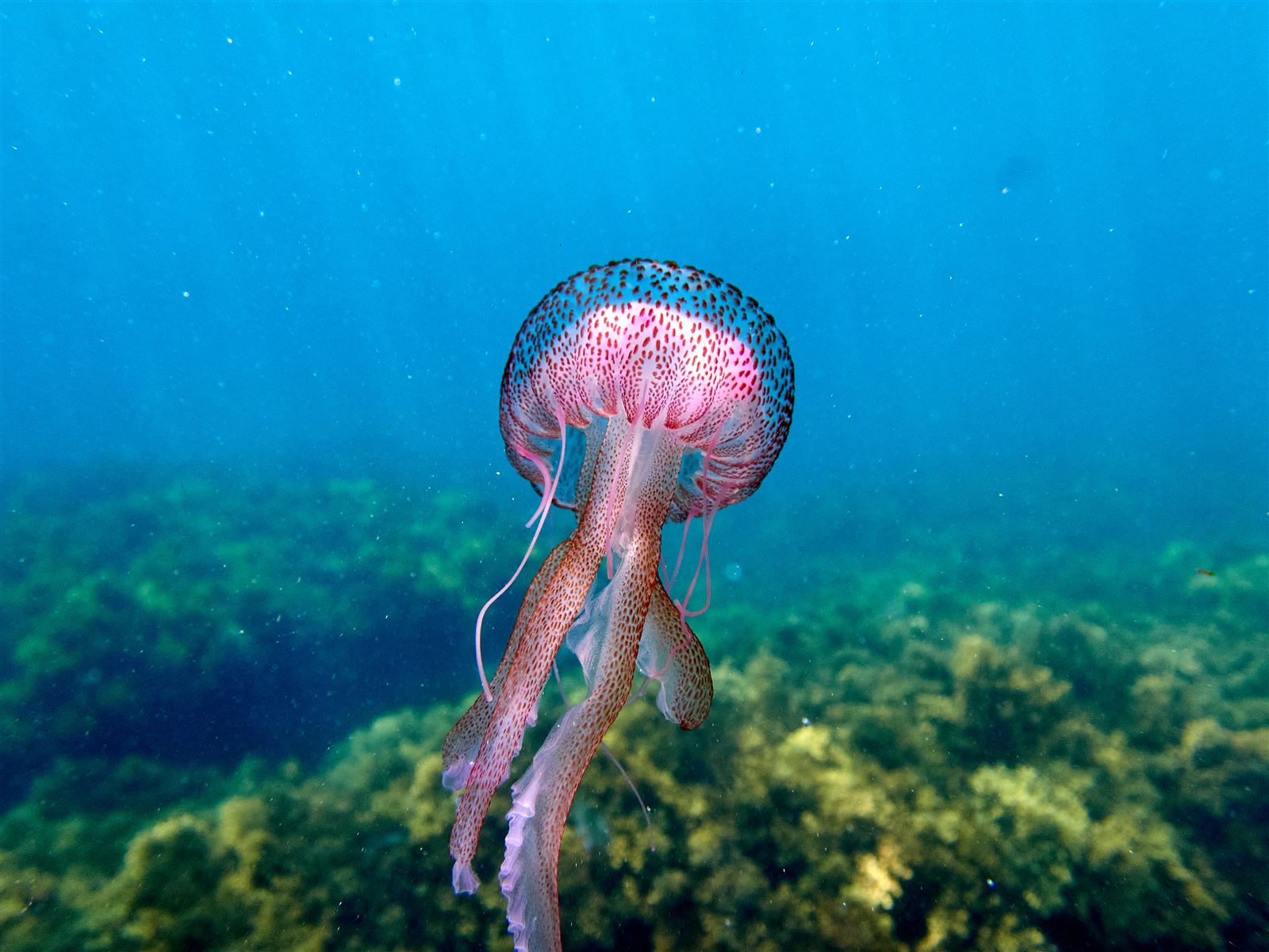 Jellyfish - Immortal Jellyfish