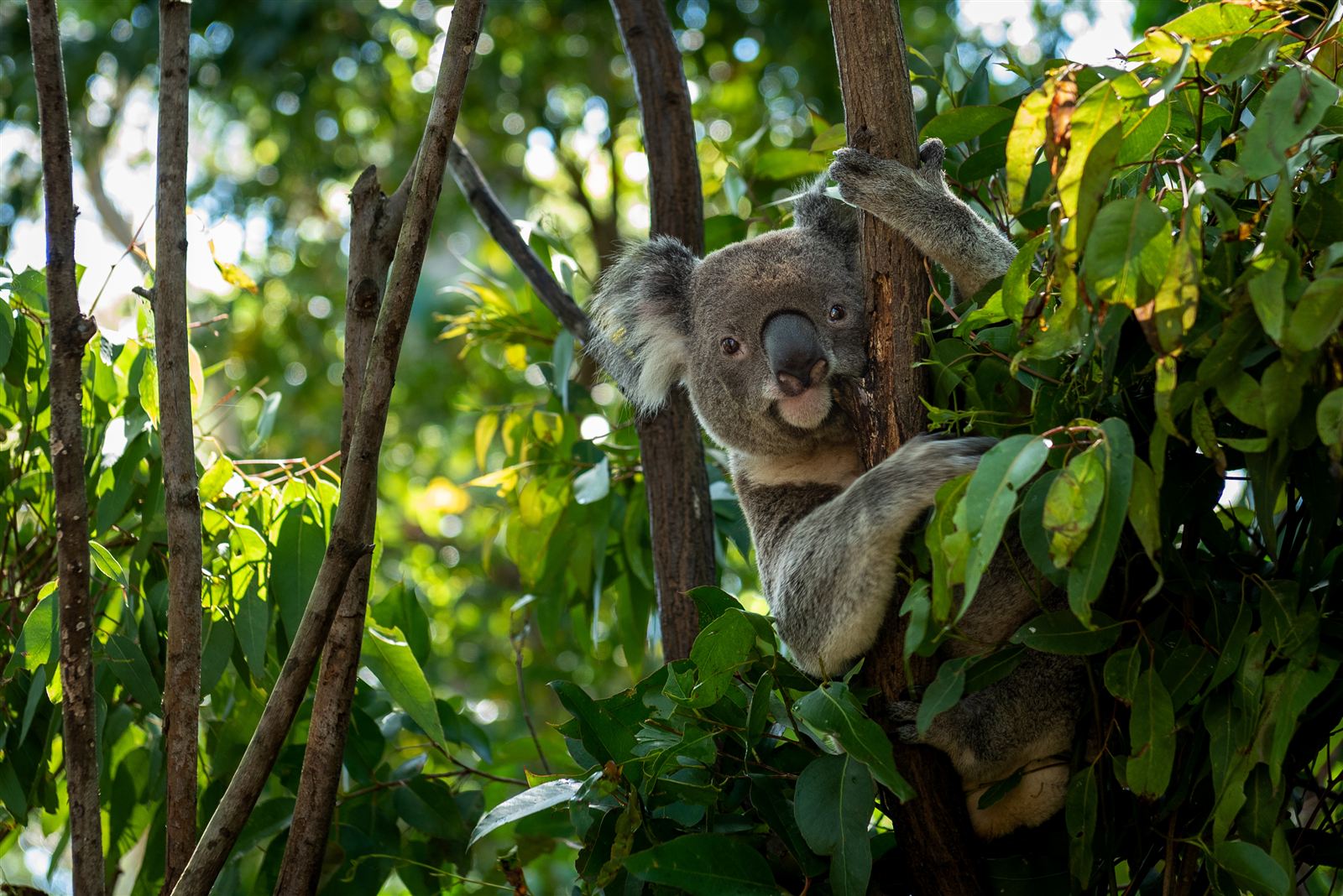 Koala - 22-Hour Sleepers