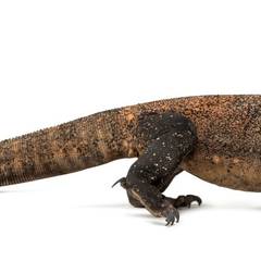 Komodo Dragon, Virgin Birth Dragons