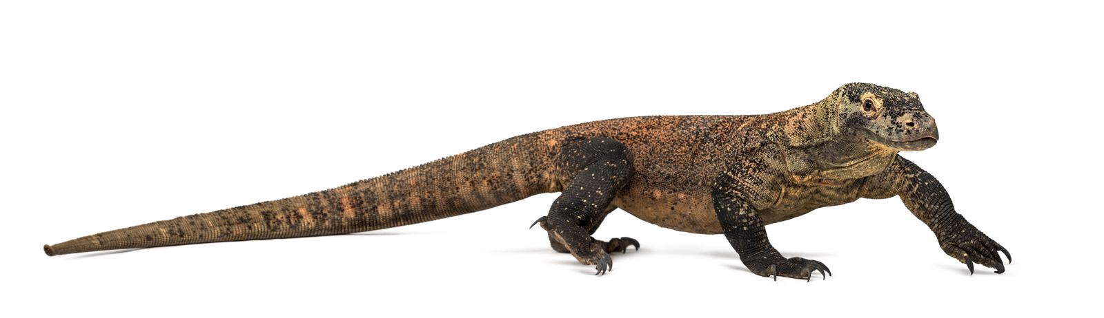 Komodo Dragon - Virgin Birth Dragons